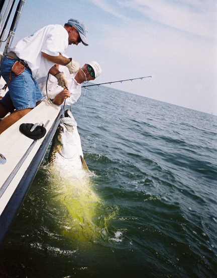  tx fishing guides galveston off shore fishing clear lake tarpons louisiana blue water fishing south shore harbour king fish league city shark fishing seabrook bull shark  